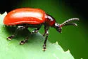 Air Potato Leaf Beetle - photo 2