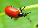 Air Potato Leaf Beetle - photo 3