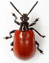 Air Potato Leaf Beetle - photo 4