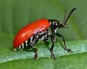 Air Potato Leaf Beetle - photo 5