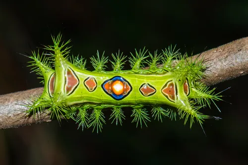 Slug Caterpillar Moths - photo 3
