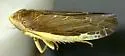 Limbanus deltus - Limbanus deltus