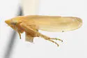 Limbanus deltus - photo 2