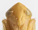 Limbanus deltus - photo 4