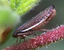 Limbanus omani