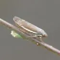 Limbanus omani - photo 2