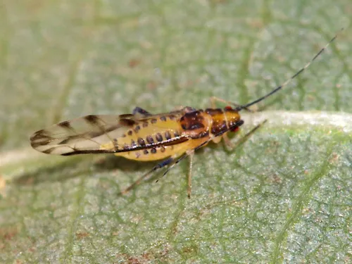 Lime Aphid - Eucallipterus tiliae