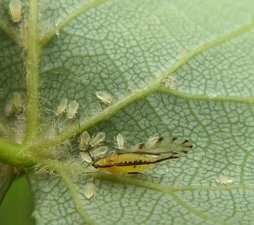 Lime Aphid - photo 2