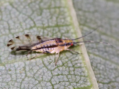 Lime Aphid - photo 3