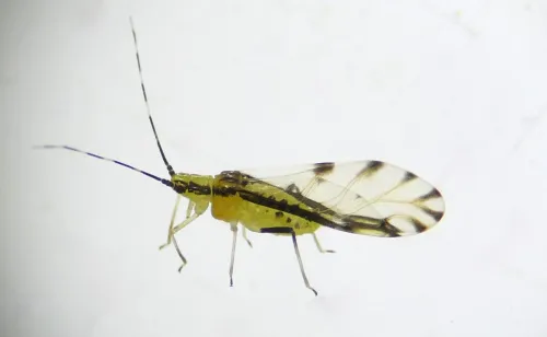 Lime Aphid - photo 4