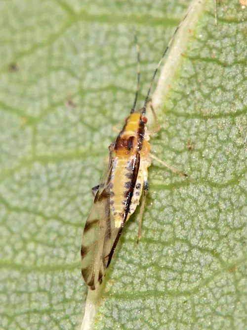 Lime Aphid - photo 5