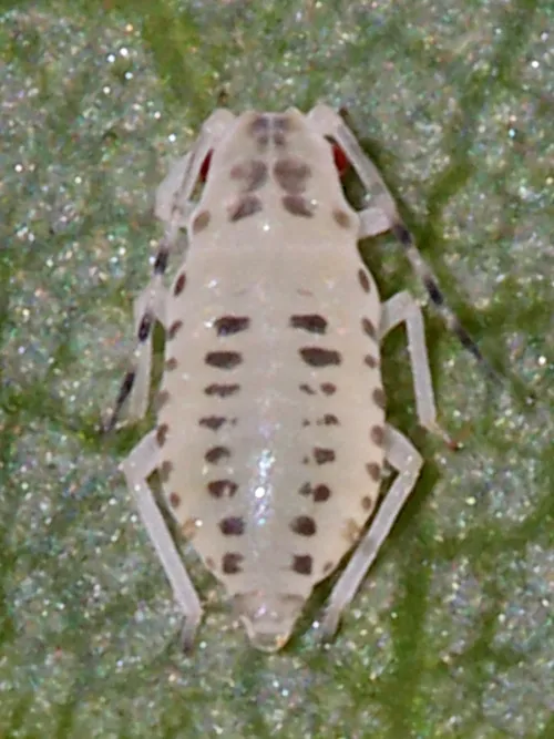 Lime Aphid - photo 6