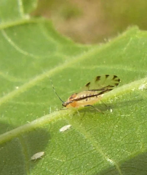 Lime Aphid - photo 7