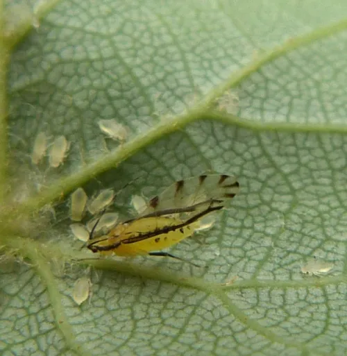 Lime Aphid - photo 8