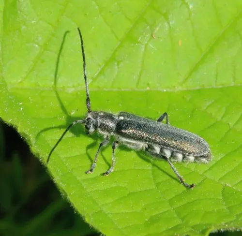 Lime Beetle - photo 2