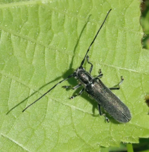 Lime Beetle - photo 3