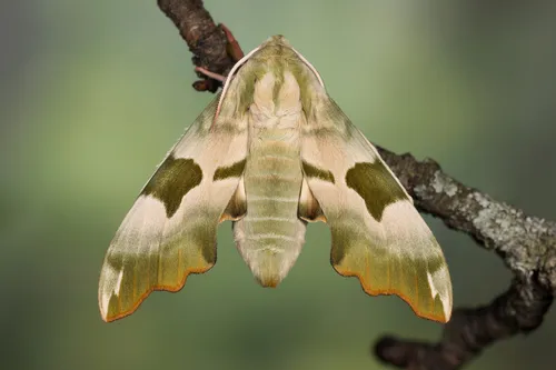 Lime Hawk-moth