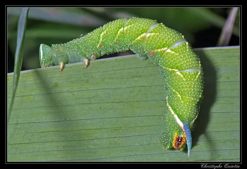 Lime Hawk-moth - photo 3