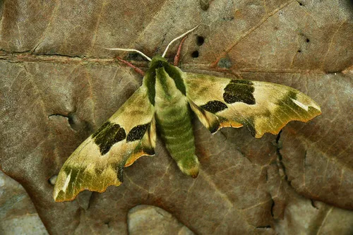 Lime Hawk-moth - photo 4