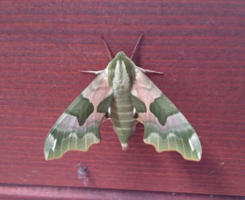 Lime Hawk-moth - photo 5