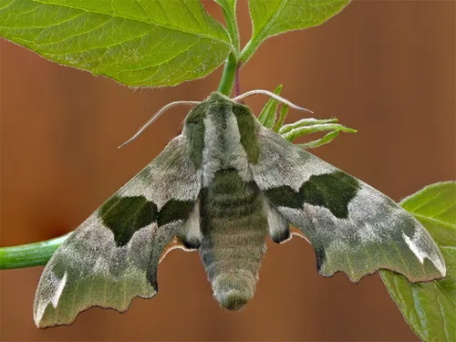 Lime Hawk-moth - photo 6