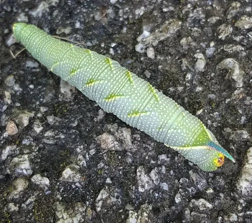 Lime Hawk-moth - photo 7