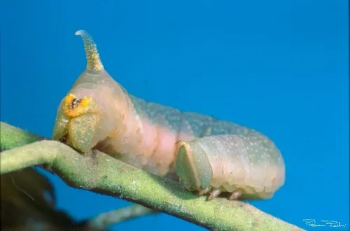 Lime Hawk-moth - photo 8