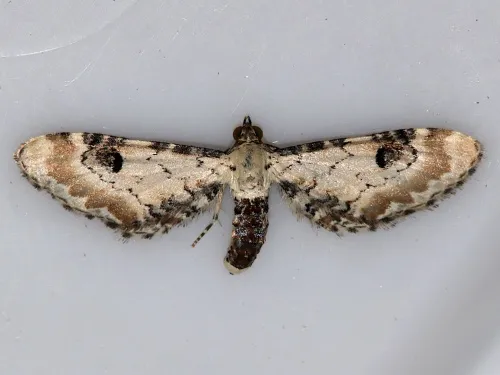 Lime-speck Pug - photo 8