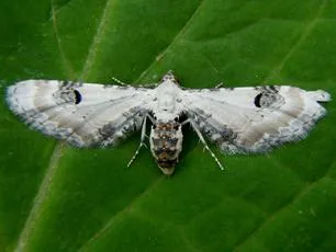 Lime-speck Pug - photo 2