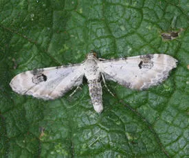 Lime-speck Pug - photo 3