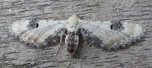 Lime-speck Pug - photo 6