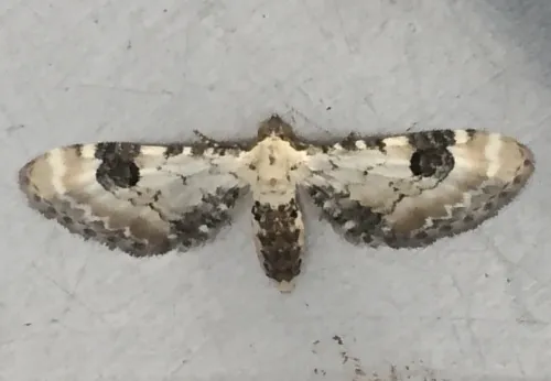 Lime-speck Pug - photo 7