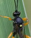 Limerodops belangeri - Limerodops belangeri