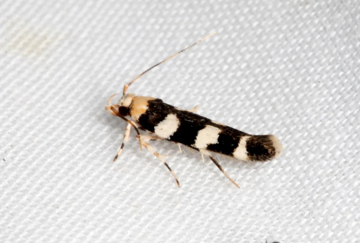 Limnaecia camptosema - photo 3