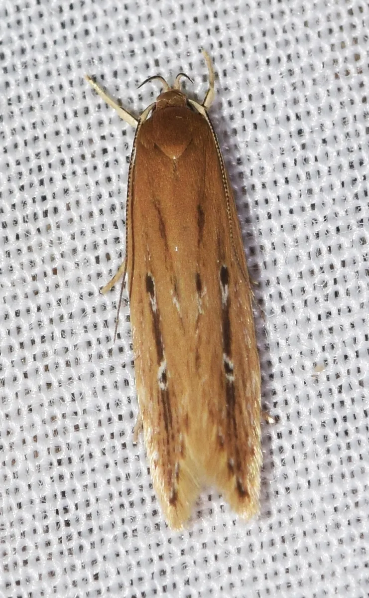 Limnaecia phragmitella - photo 3
