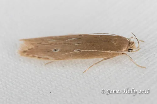 Limnaecia phragmitella - photo 4