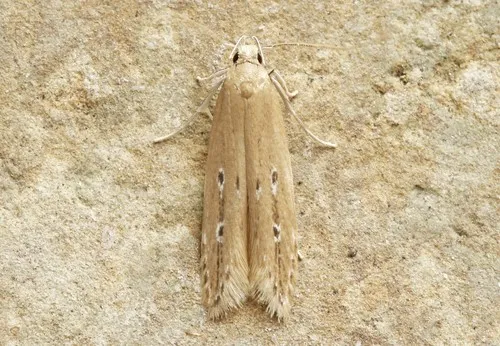 Limnaecia phragmitella - photo 5