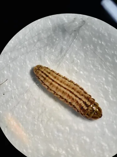 Limnaecia phragmitella - photo 7