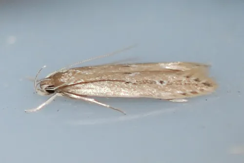 Limnaecia phragmitella - photo 8