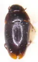 Limnebius alutaceus - Limnebius alutaceus