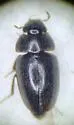 Limnebius alutaceus - photo 2