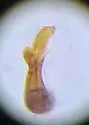 Limnebius alutaceus - photo 4