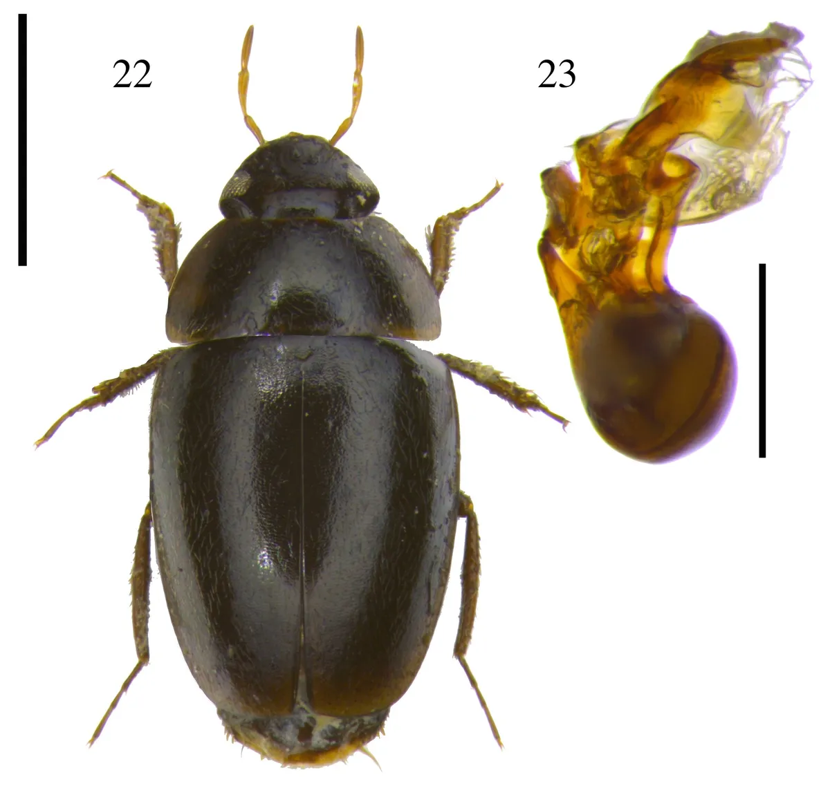 Limnebius crinifer - photo 2
