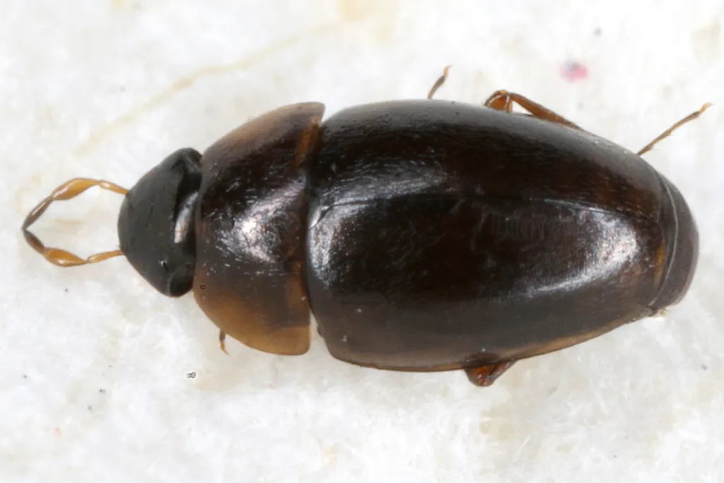 Limnebius papposus - photo 2