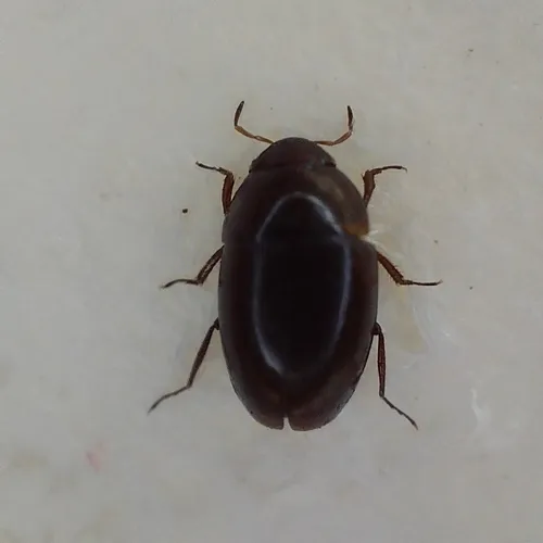 Limnebius parvulus