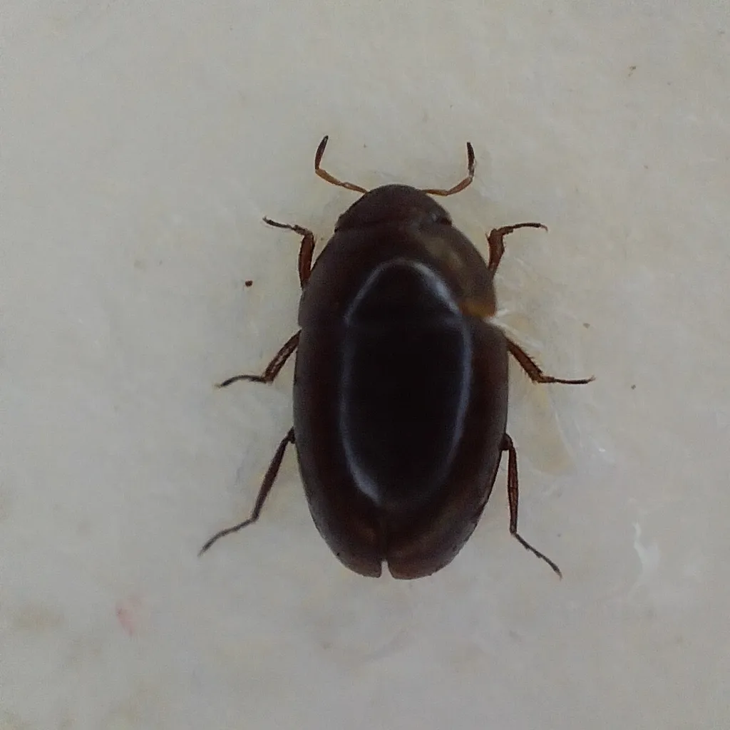 Limnebius parvulus - photo 2