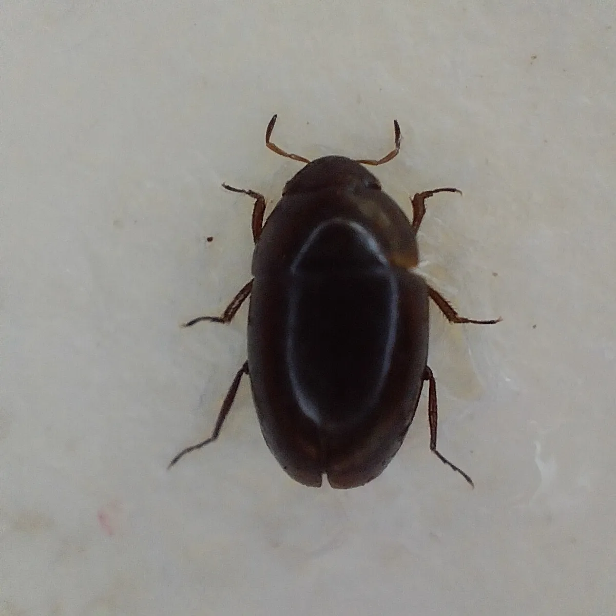 Limnebius parvulus - photo 3