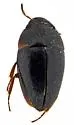 Limnebius texanus