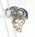 Limnellia anna
