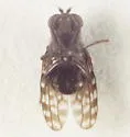 Limnellia anna - photo 4